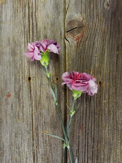 HYPNOSIS BI-COLOR PURPLE/PINK CARNATIONS